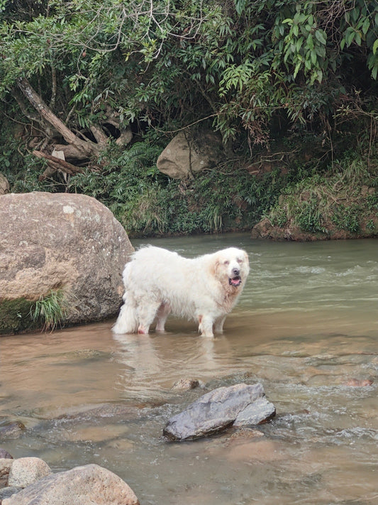 Territorio de Origen: Life Inside Our Living Cacao Sanctuary