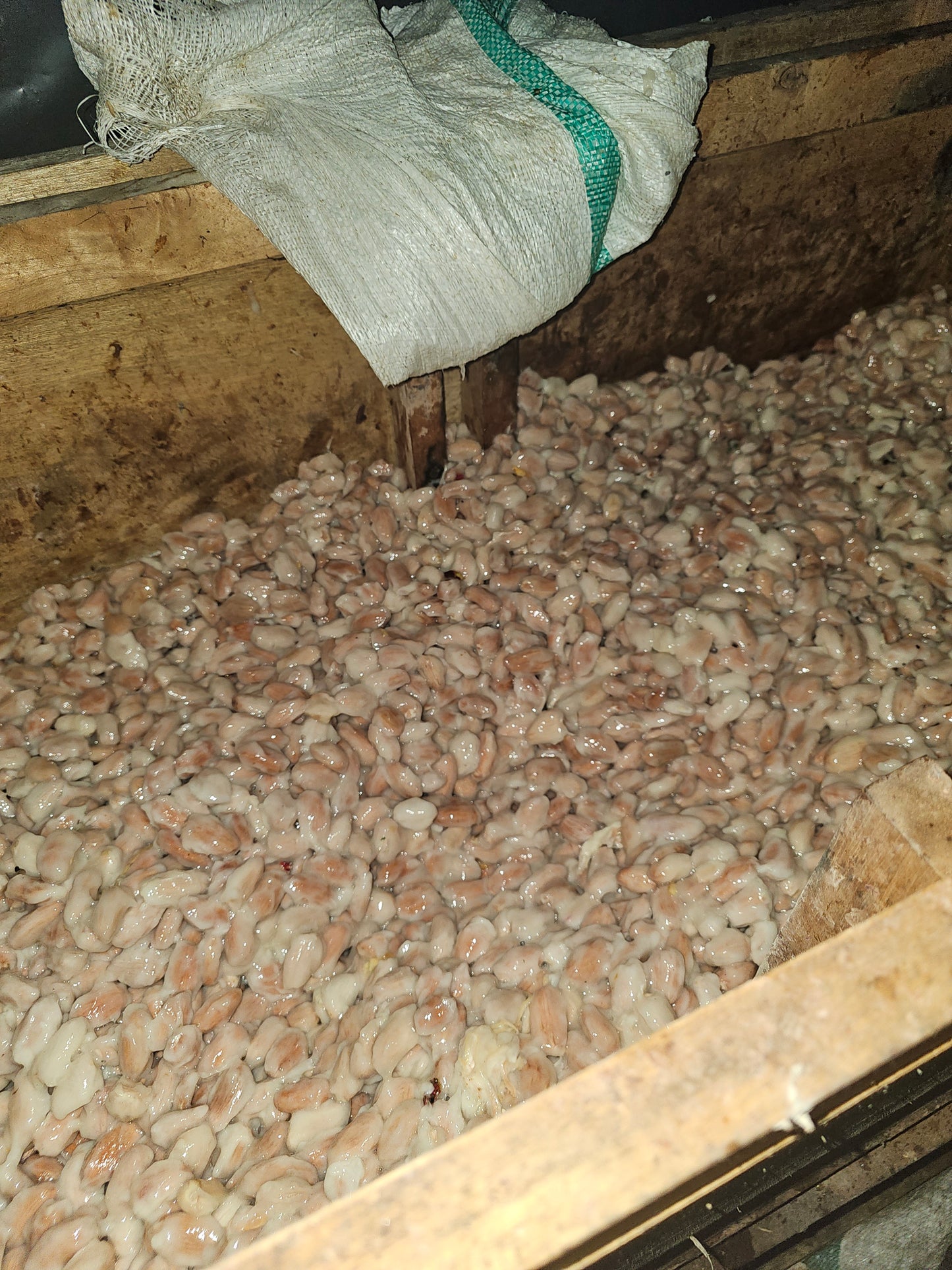 San Roque Cacao – Our home grown cacao