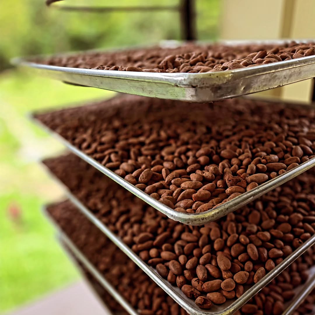San Roque Cacao – Our home grown cacao
