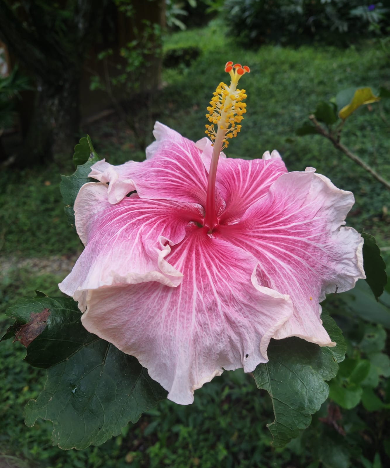 San Roque Cacao – Our home grown cacao