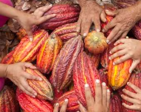 Cacao immersion Retreat May 2026