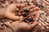Cacao for peace, Cacao for the future.