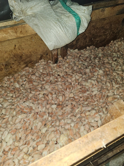 San Roque Cacao – Our home grown cacao