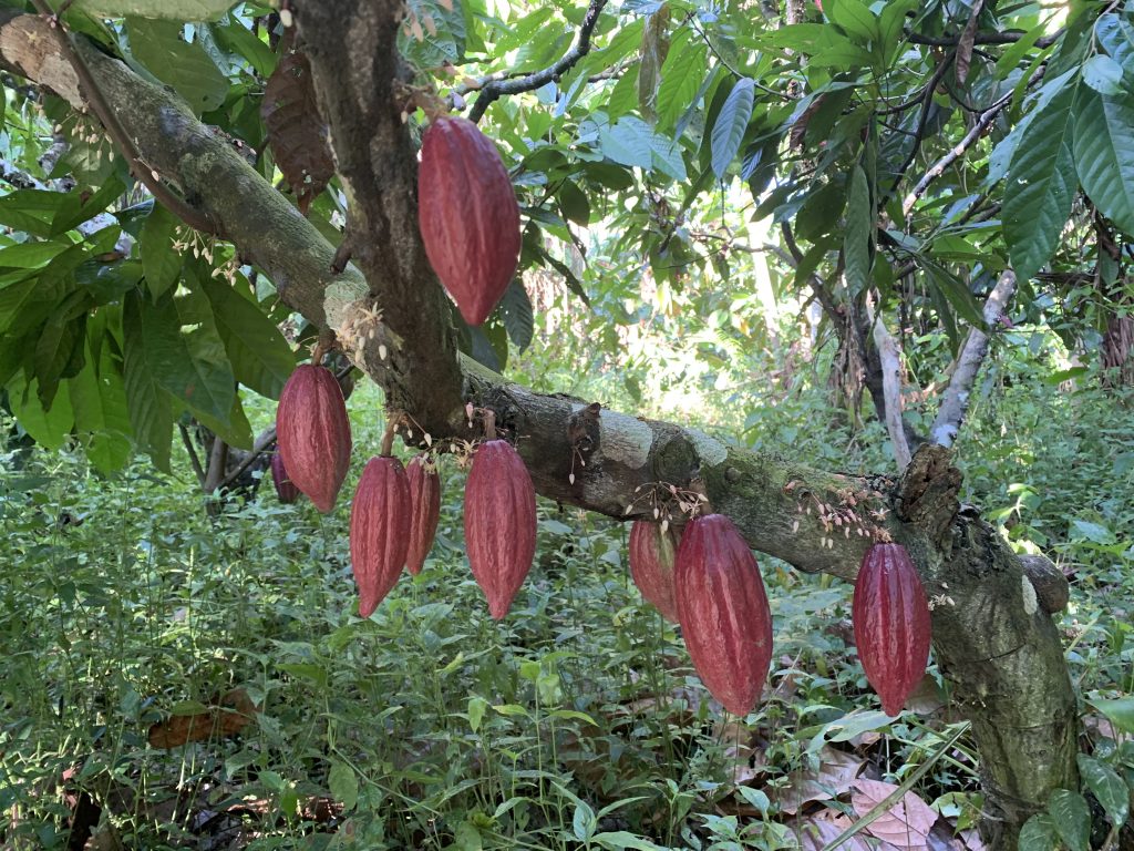 Sierra Nevada Cacao