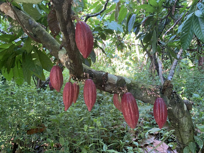 Sierra Nevada Cacao